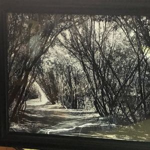 Photography framed black and white forest